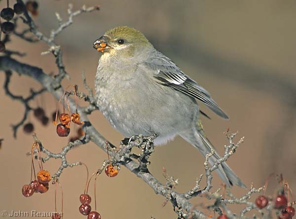 Photo (10): Pine Grosbeak
