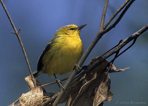Photo (2): Blue-winged Warbler