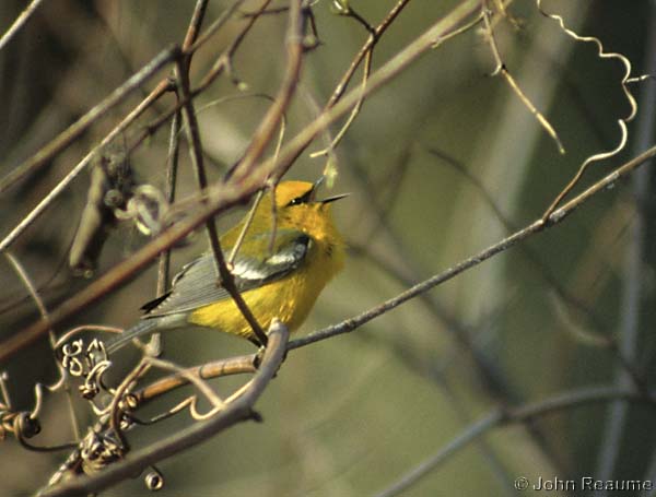 Photo (6): Blue-winged Warbler