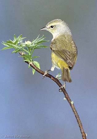 Photo (17): Orange-crowned Warbler