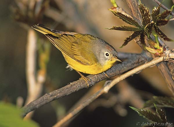 Photo (9): Nashville Warbler