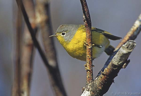 Photo (11): Nashville Warbler