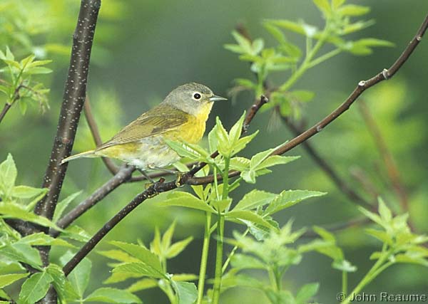 Photo (12): Nashville Warbler