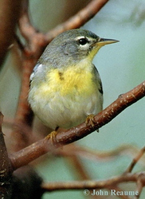 Photo (9): Quiz Species