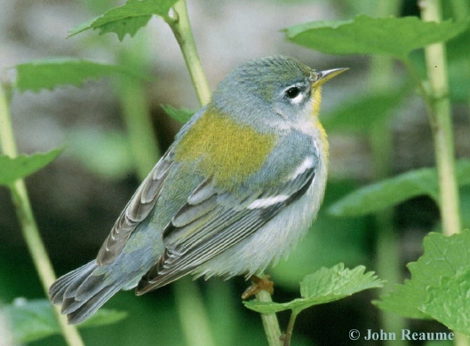 Photo (2): Quiz Species