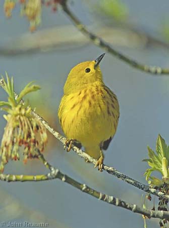 Photo (20): Yellow Warbler