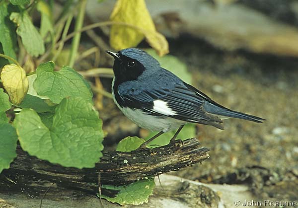 Photo (11): Black-throated Blue Warbler