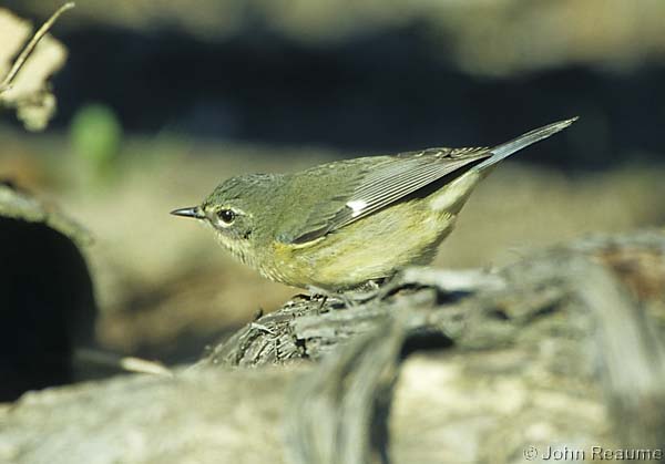 Photo (6): Black-throated Blue Warbler