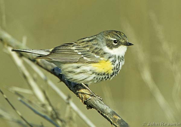 Photo (4): Yellow-rumped Warbler