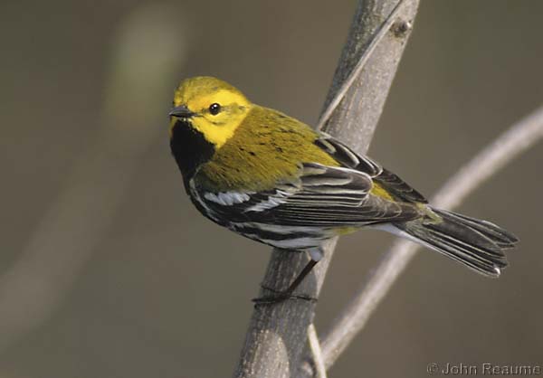 Photo (12): Black-throated Green Warbler