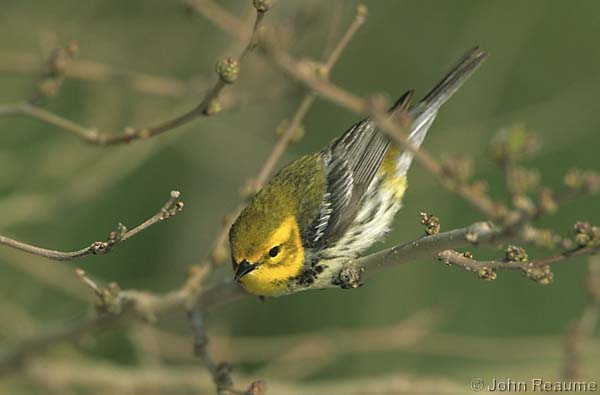 Photo (16): Black-throated Green Warbler