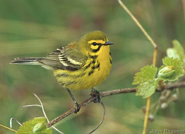 Photo (1): Prairie Warbler