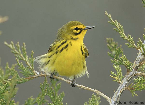 Photo (2): Prairie Warbler