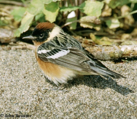Photo (3): Bay-breasted Warbler