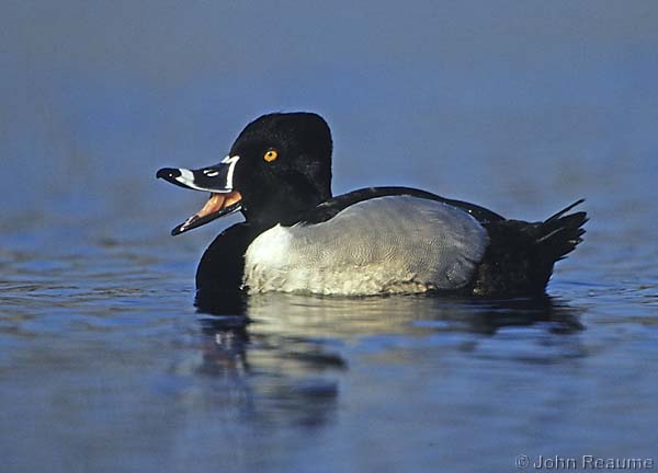 Photo (12): Ring-necked Duck