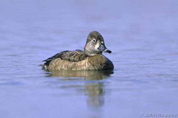 Photo (8): Ring-necked Duck