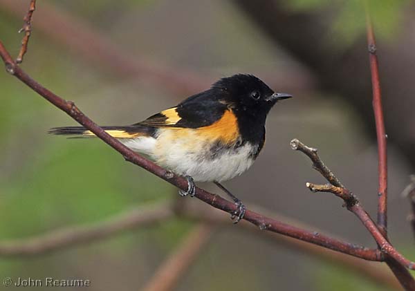 Photo (11): American Redstart