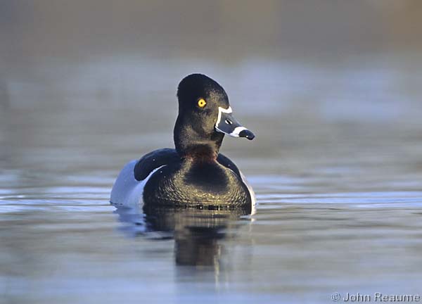 Photo (14): Ring-necked Duck