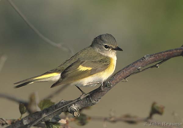 Photo (13): American Redstart