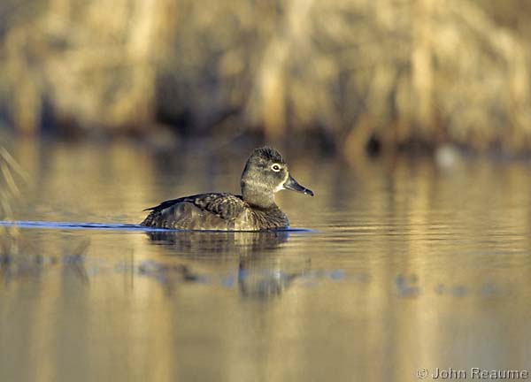 Photo (10): Ring-necked Duck
