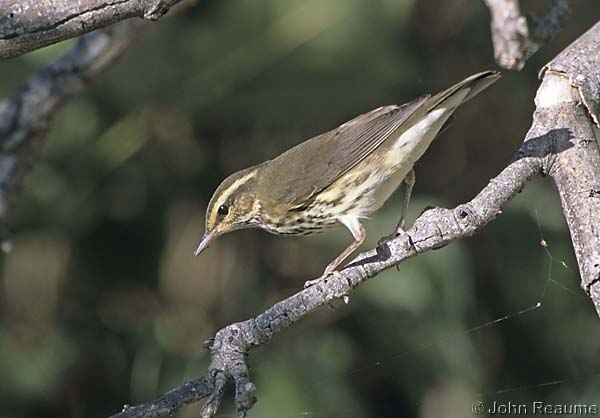 Photo (10): Northern Waterthrush