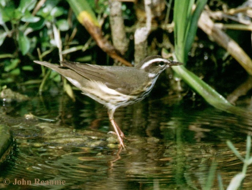 Photo (3): Louisiana Waterthrush