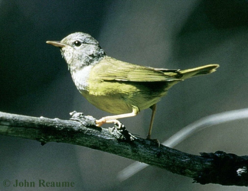Photo (6): Mourning Warbler