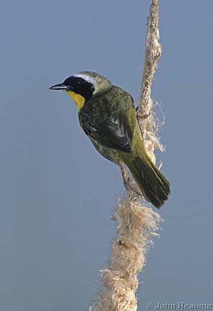 Photo (13): Common Yellowthroat