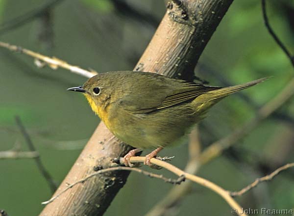 Photo (2): Common Yellowthroat