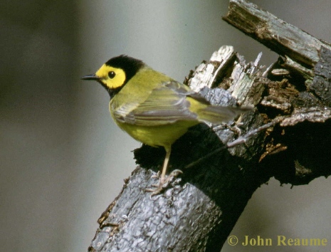 Photo (3): Hooded Warbler