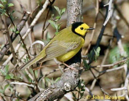 Photo (10): Hooded Warbler