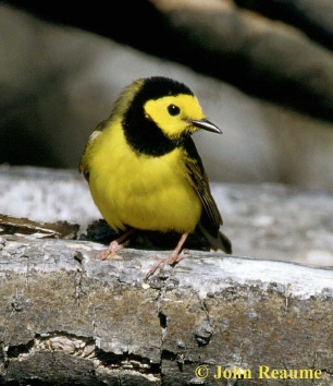 Photo (9): Hooded Warbler