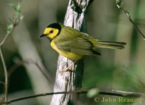 Photo (6): Hooded Warbler