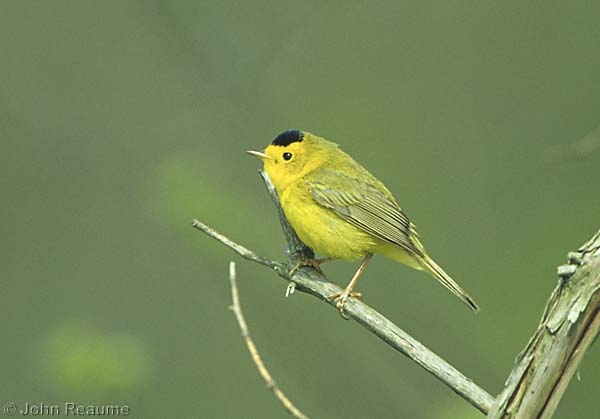 Photo (12): Wilson's Warbler