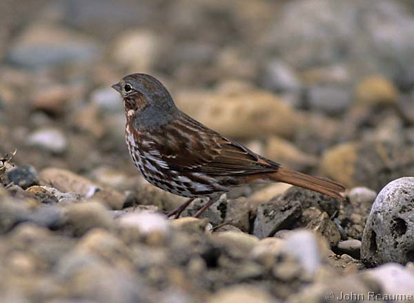 Photo (10): Fox Sparrow