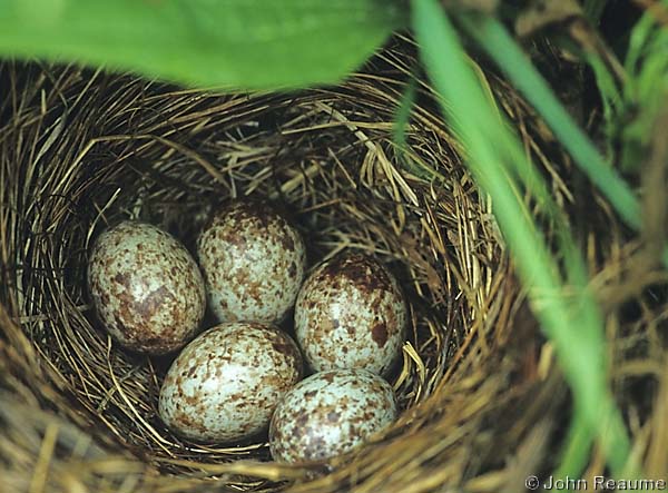 Photo (15): Song Sparrow