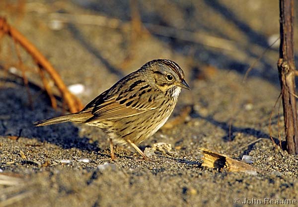 Photo (19): Lincoln's Sparrow