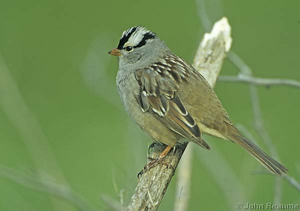 Photo (3): White-crowned Sparrow