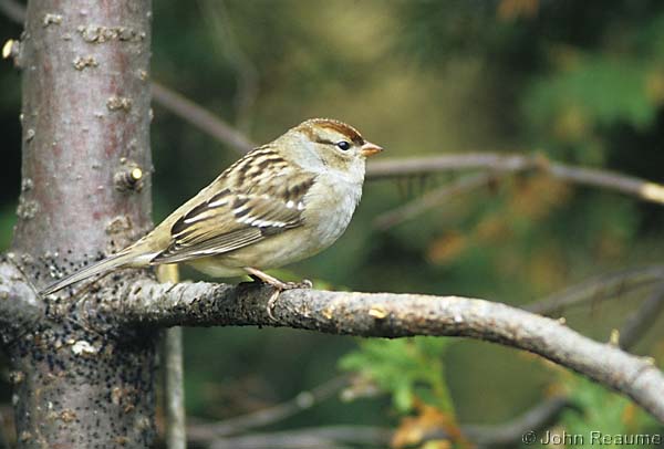 Photo (22): White-crowned Sparrow