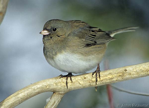 Photo (2): Dark-eyed Junco