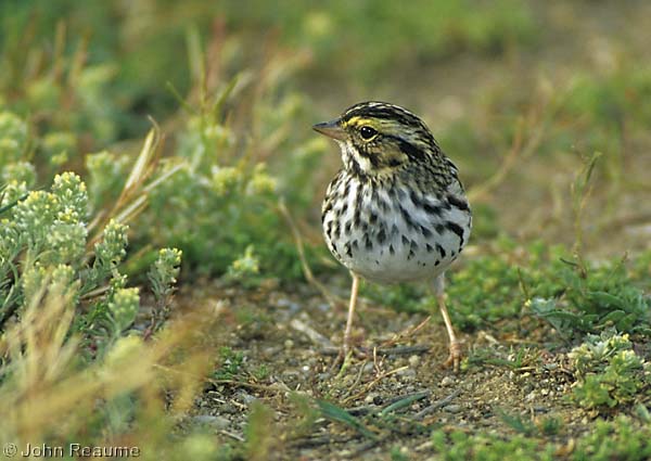 Photo (12): Savannah Sparrow