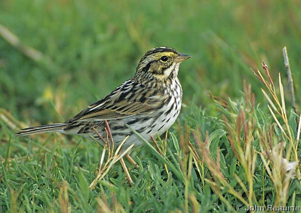 Photo (16): Savannah Sparrow