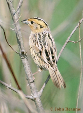 Photo (2): Le Conte's Sparrow