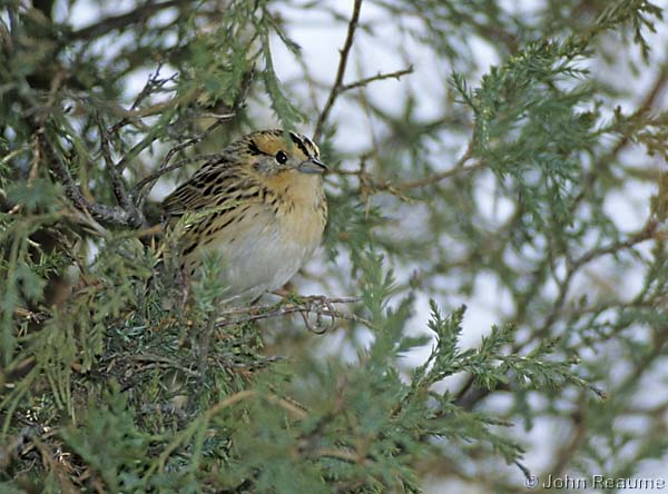 Photo (4): Le Conte's Sparrow