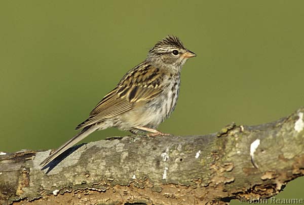 Photo (18): Chipping Sparrow