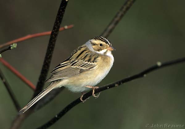Photo (5): Clay-colored Sparrow
