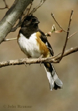 Photo (8): Eastern Towhee