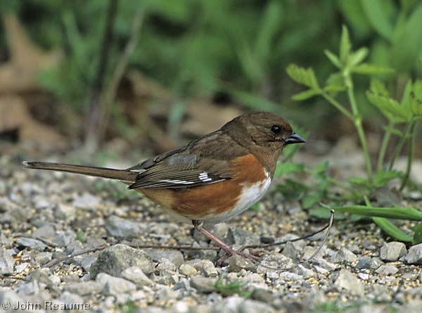 Photo (6): Eastern Towhee