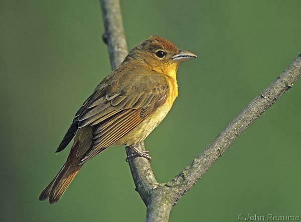 Photo (14): Summer Tanager