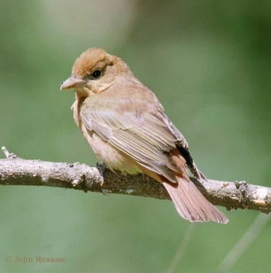 Photo (15): Summer Tanager